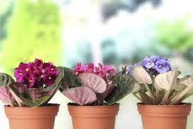 A repeat offense will be harder to come back from. Why Are My Violet Leaves No Longer Pointing Up Gardening Landscaping Stack Exchange
