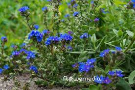 Image result for Anchusa capensis