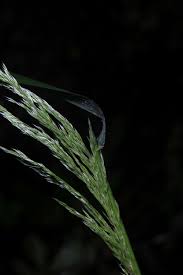 Image result for Arundinella