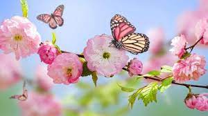 Albtours D - Mirë se vjen pranverë!🍃🍀🌷🌸🦋 Pranvera është... | Facebook