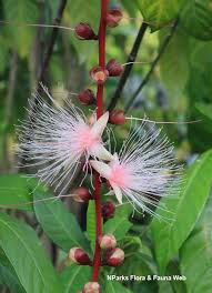 Image result for Barringtonia asiatica