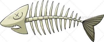 Fish Bone Bone Drawing Fish Drawings Fish Bone