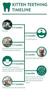 What to expect from newborn care to 2 week old kitten to 1 year old cat and beyond. Kitten Teething Greencross Vets