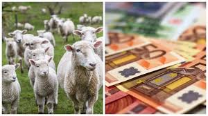 Agentia de plati si interventie pentru agricultura (apia) a platit in data de 27 noiembrie prima transa pentru platile nationale directe complementare (pndc) in sectorul zootehnic, specia ovine/caprine, in valoare de 32,6 milioane lei. SubvenÅ£ii Apia 2020 Plata MinimÄ Si MaximÄ Pe Care O IncaseazÄ CrescÄtorii De Ovine