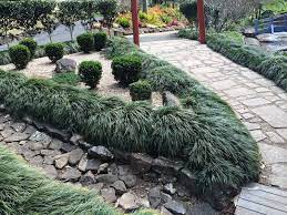 Mondo Grass