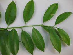 Image result for Agarista