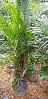 Pokok pinang merah / red palm. Pokok Pinang Merah Tinggi 5 Az Maju Sepakat Nursery Facebook