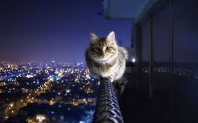 Courageous Cat Sits Above The City Hd Wallpaper Pretty Cats Cats Cat Wallpaper
