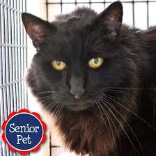 Cat adoptions, private events, and local hang out spot! Hairy Hairy You Re So Fine You Re So Fine You Blow Our Minds Meet Hairy Our Handsome Mankitty Who Would Love To Be Your Kitten Adoption Cat Adoption Cats