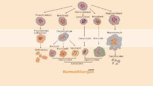 Sel darah putih (leukosit) adalah sel darah yang berfungsi untuk melindungi tubuh dari infeksi, bakteri, penyakit menular, dan zat asing lainnya. Struktur Leukosit Pengertian Ciri Contoh Jenis Kaidah