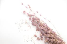 Check spelling or type a new query. Selective Focus Bouquet Of Dried Flowers On White Background Blurred And Soft Grass Flower Stock Photo Image Of Grunge Color 152220252