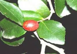 Image result for Scolopia stolzii