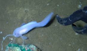 Maybe you would like to learn more about one of these? Robot Ikan Tunjukkan Cara Vertebrata Laut Hadapi Tekanan Republika Online