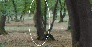 Padurea hoia baciu este o zona neobisnuita din romania in care se petrec fenomene. Siluete Suspecte Fotografiate In PÄdurea Hoia De LangÄ Cluj Video Èi Foto Stiri De Cluj