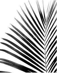 Black And White Art Prints Palm Leaf Black White Art Board Print By Nordikart Black White Art Black And White Posters White Art