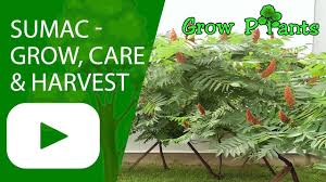 We did not find results for: Sumac Tree How To Grow Care