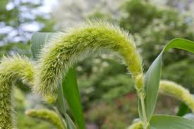 Image result for Setaria italica