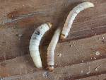 Fishing bait - , the free encyclopedia