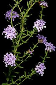 Image result for Selago albomarginata