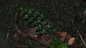 Image result for Lomariopsis warneckei