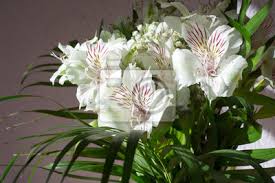 Alstroemeria Comumente Chamado De Lirio Peruano Ou Lirio Dos Adesivos Para A Parede Espaco Japao Saudade Myloview Com Br
