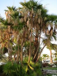 Image result for Acoelorrhaphe wrightii