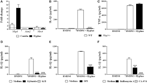 Возбудители — диморфные грибы fonsecaea pedrosoi, f. Frontiers The Major Chromoblastomycosis Etiologic Agent Fonsecaea Pedrosoi Activates The Nlrp3 Inflammasome Immunology