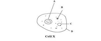 Maybe you would like to learn more about one of these? Study The Diagram Below And Answer The Questions Based On It Label The Structures A And D What Is Brainly In