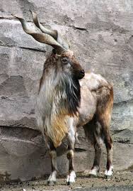 Pin By Yasama Dair About Life On Animal Planet Photography Animals Interesting Animals Animals Beautiful