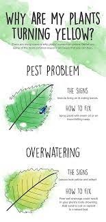 Check spelling or type a new query. Learn Why Your Leaves Are Turning Yellow Gardening Tips Plus A Full Post On Veg Yellow Leaves On Plants Vegetable Garden For Beginners Organic Gardening Tips