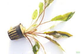 Image result for Scythris crypta