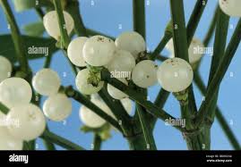 Image result for Loranthaceae