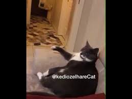 Kedi Ozel Harekat Koh Youtube