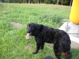 We did not find results for: Ciobanesc Romanesc Corb Viorica