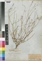 Image result for Kohautia caespitosa