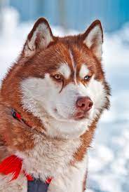 All females, one red/white, one gray/white and three black/white. The Red Husky Breed Facts And Complete Guide Animal Corner