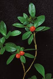 Image result for Psychotria djumaensis