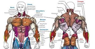 For successful bodybuilding, it is important to know the anatomy of the muscles and how to they work. 7 Anatomy Facts Every Bodybuilder Should Know Page 2 Of 2 Fitness And Power
