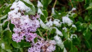 Ces quelques jours de mai : C Est Quoi Les Saints De Glace
