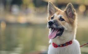 Smile Animals Animal Hashtagpost Pet Dog Cat Dogs Cats Photooftheday Cute Pets Instagood Animales Cute L Kopek Turleri Kopek Sevimli Kopekler