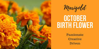 Download high quality flower pictures for your mobile, desktop or website. Discover Your Birth Flower Interflora