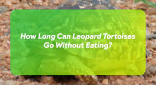 How Long Can Leopard Tortoises Go Without Eating Turtleowner Com