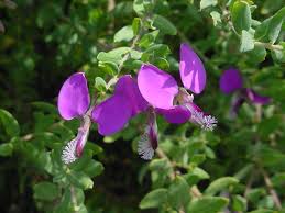 Image result for Polygala arenaria