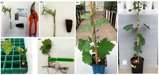 Image result for graft grape vines