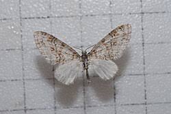 Image result for Trichopteryx