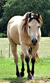 Quarter horse in fellfarbe buckskin. Buckskin Quarter Horse Horses Buckskin Horse Quarter Horse