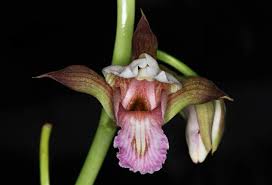 Image result for Eulophia tuberculata