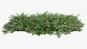 Bushes Plant Populus Nigra Tree Architecture Shrub Transparent Background Bushes Png Png Download Kindpng Here you can explore hq bushes transparent illustrations, icons and clipart with filter setting like size, type, color etc. bushes plant populus nigra tree