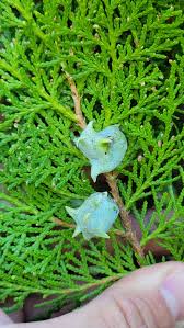 Image result for Platycladus orientalis