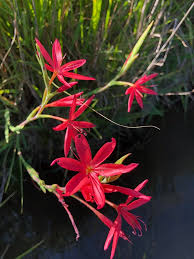 Image result for Hesperantha longicollis